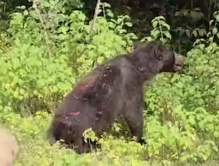 Man from Jajpur district dies days after getting injured in sloth bear attack
