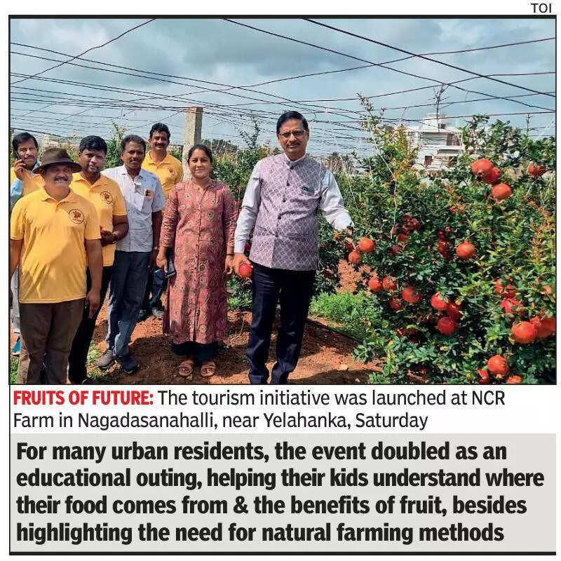 Bengaluru gets its first taste of pomegranate farm tourism