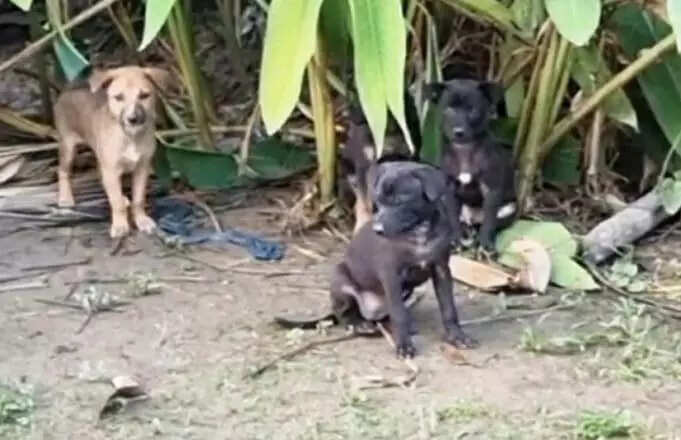 Agri-Horticulture Society fences off dogs, plaint reaches cops, ‘cruelty’ notices sent