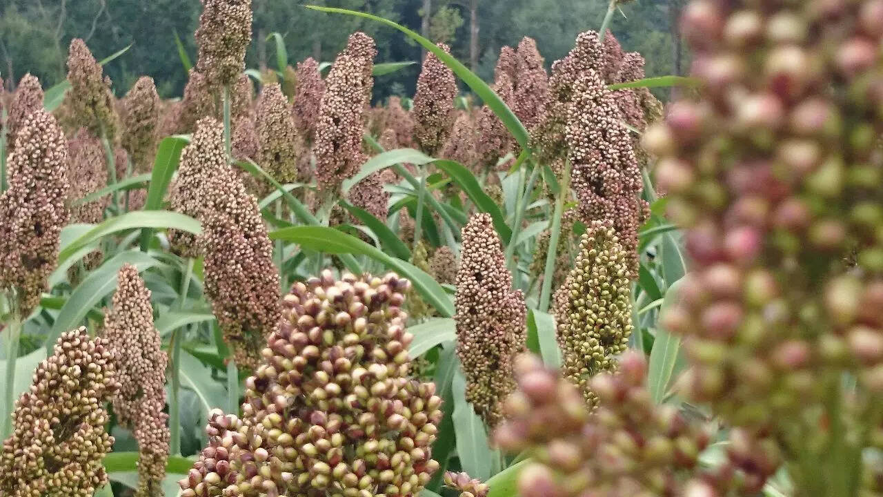 Simple ways to add millets into daily meals