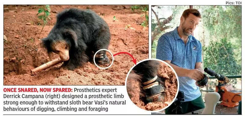 Broken but not beaten: Sloth bear at Bannerghatta in Bengaluru walks again with prosthetic limb