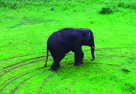 Elephant sighted in Mopa is now at Netarde