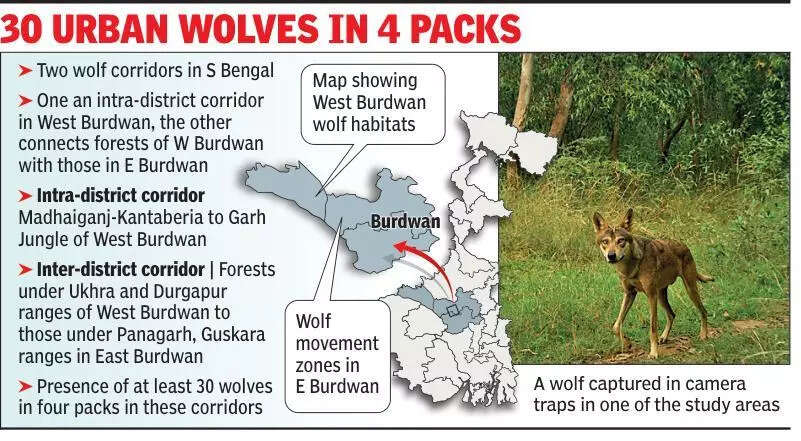 In a first in India, Bengal maps twin wolf corridors near industrial town Durgapur