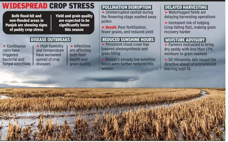 Punjab’s paddy crop faces yield, quality threats: PAU VC