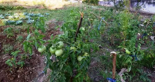 PAU trains farmers in vegetable nursery techniques at Dhatt village