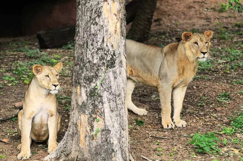 Hyderabad zoo park to undergo Singapore-style transformation