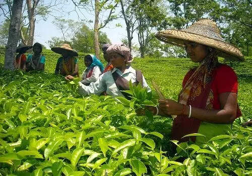 TCPL to pass on tea price reduction benefits to consumers