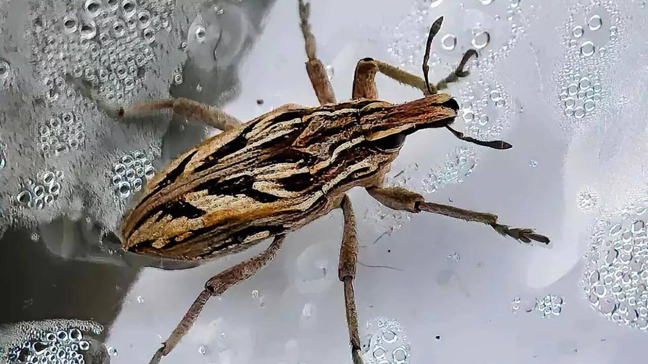 Chagas disease (5)