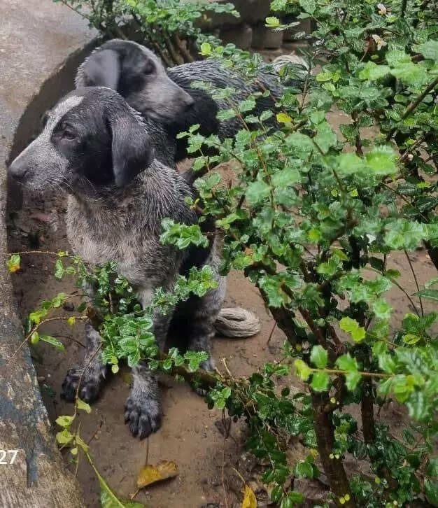 One more fence comes up on AHSI premises to keep dogs in