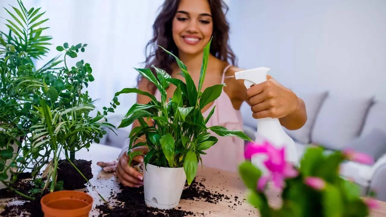 Can your indoor plants cause you headaches: What science says and what you can do