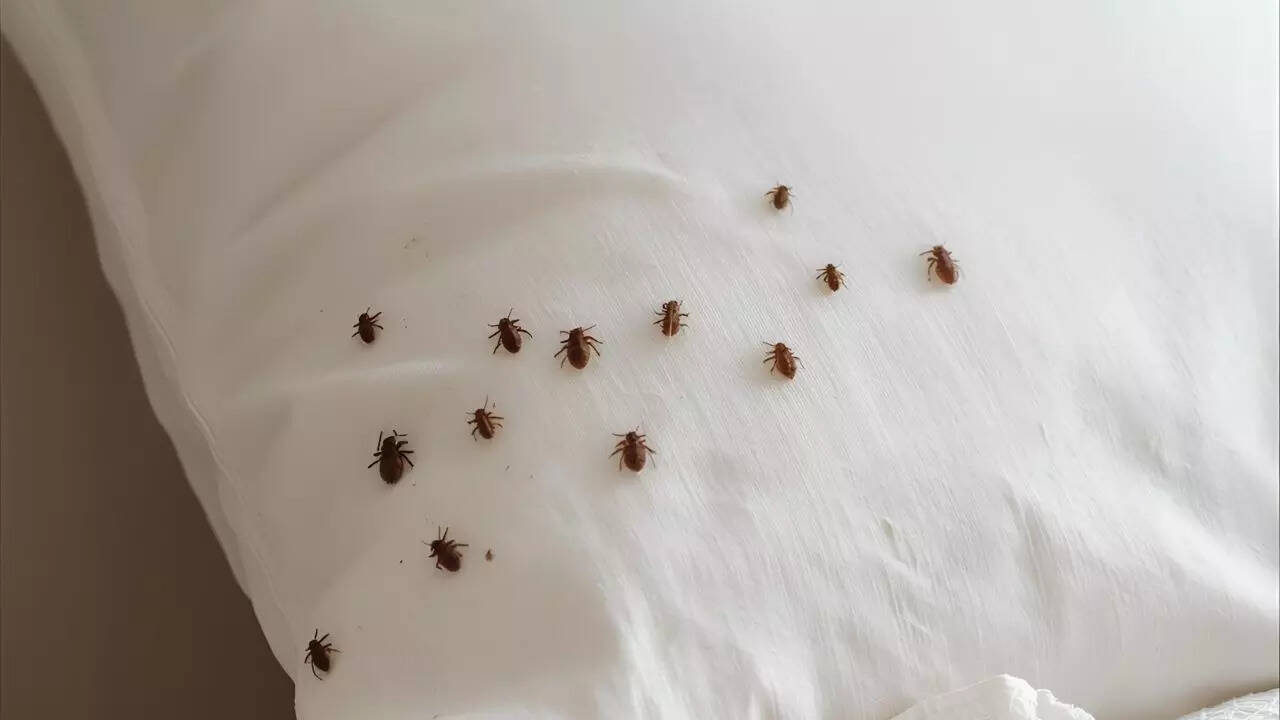 How to get rid of dust mites on a pillow: 7 effective steps for allergy relief