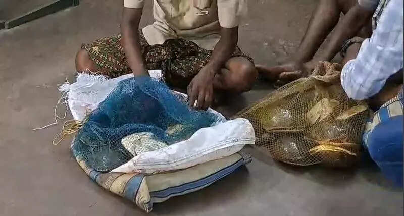 17 turtles seized in Balasore, 2 held