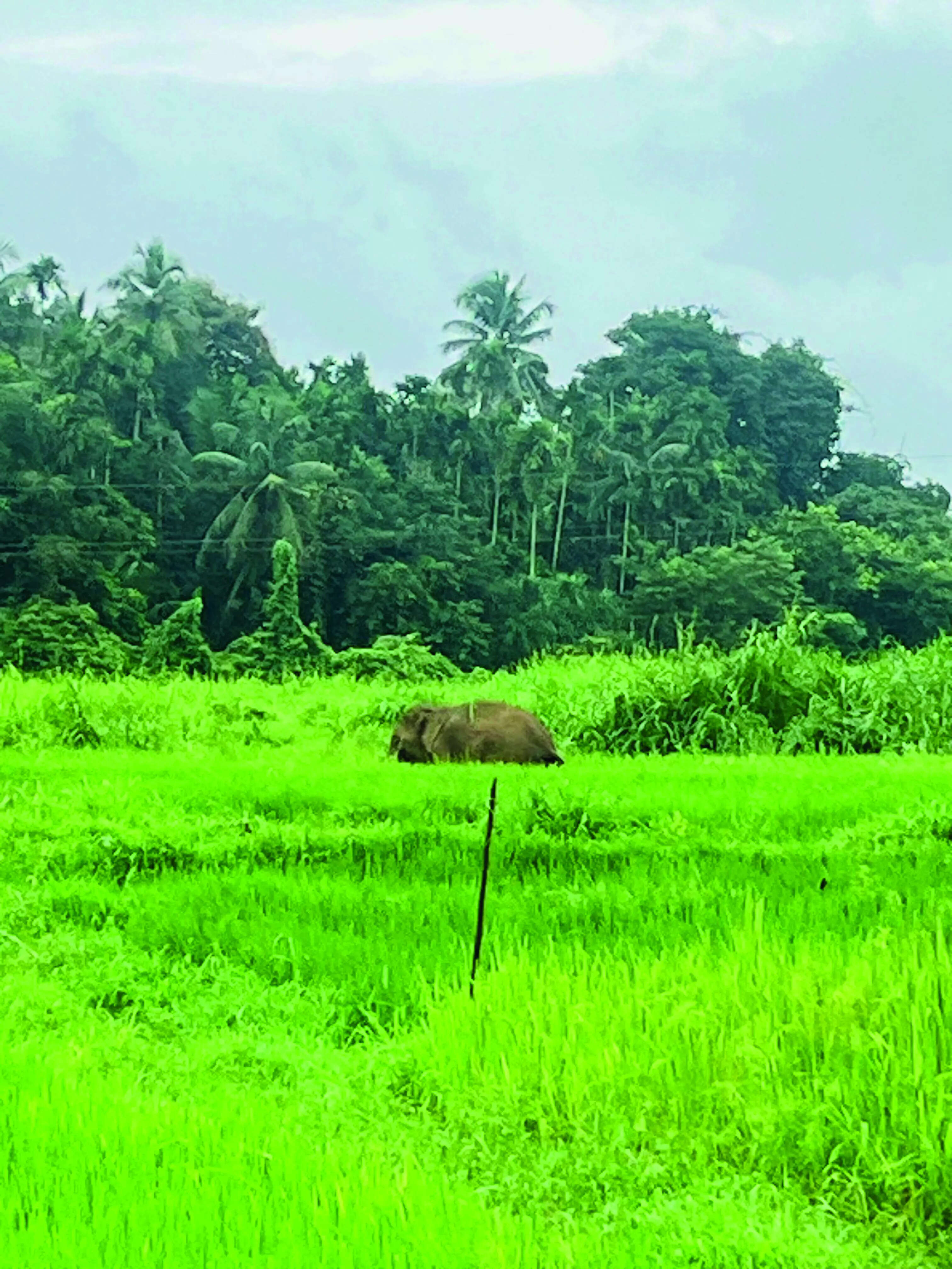 Elephant enters Pernem’s Ugvem, damages crops