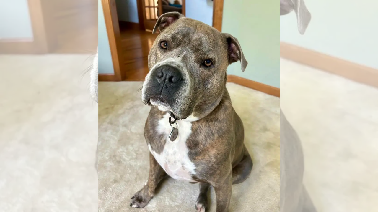 ‘Good boy’ saves himself: Dog leads Illinois cop to leash during dramatic house fire rescue | Watch