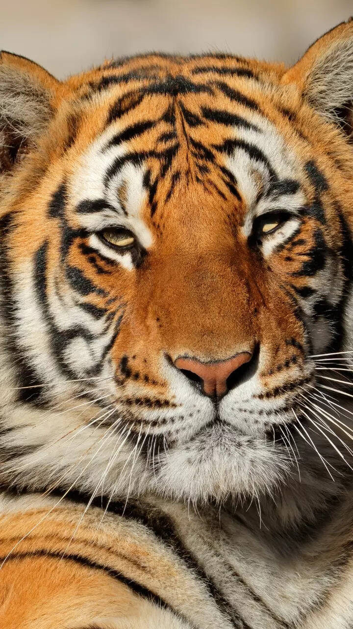 10 national animals and the countries they represent