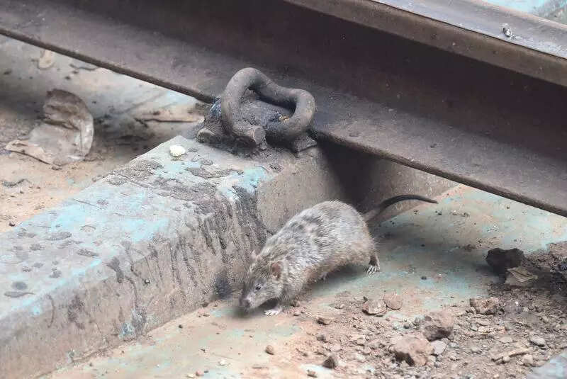 Study finds C hepaticum in house rats. One human infection in Chennai