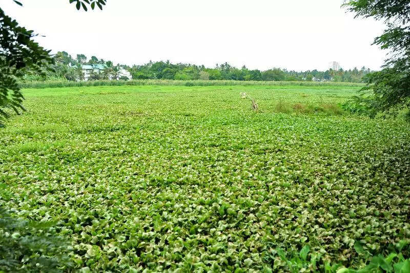 Akkulam Lake short-term revamp to start in November