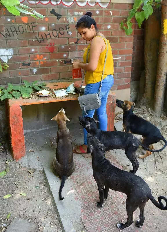 MCD begins earmarking feeding points for stray dogs
