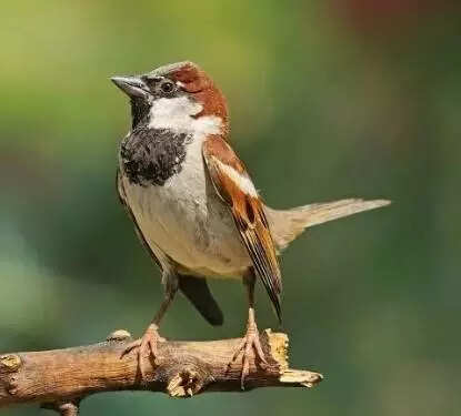 3k run raises awareness for sparrow conservation