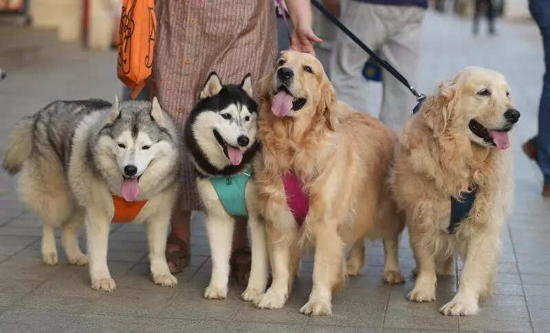 Navi Mumbai Municipal Corporation issues advisory for dog ownership & safety regulations