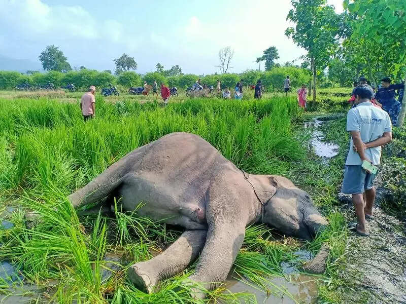 Elephant crosses over to Nepal, electrocuted