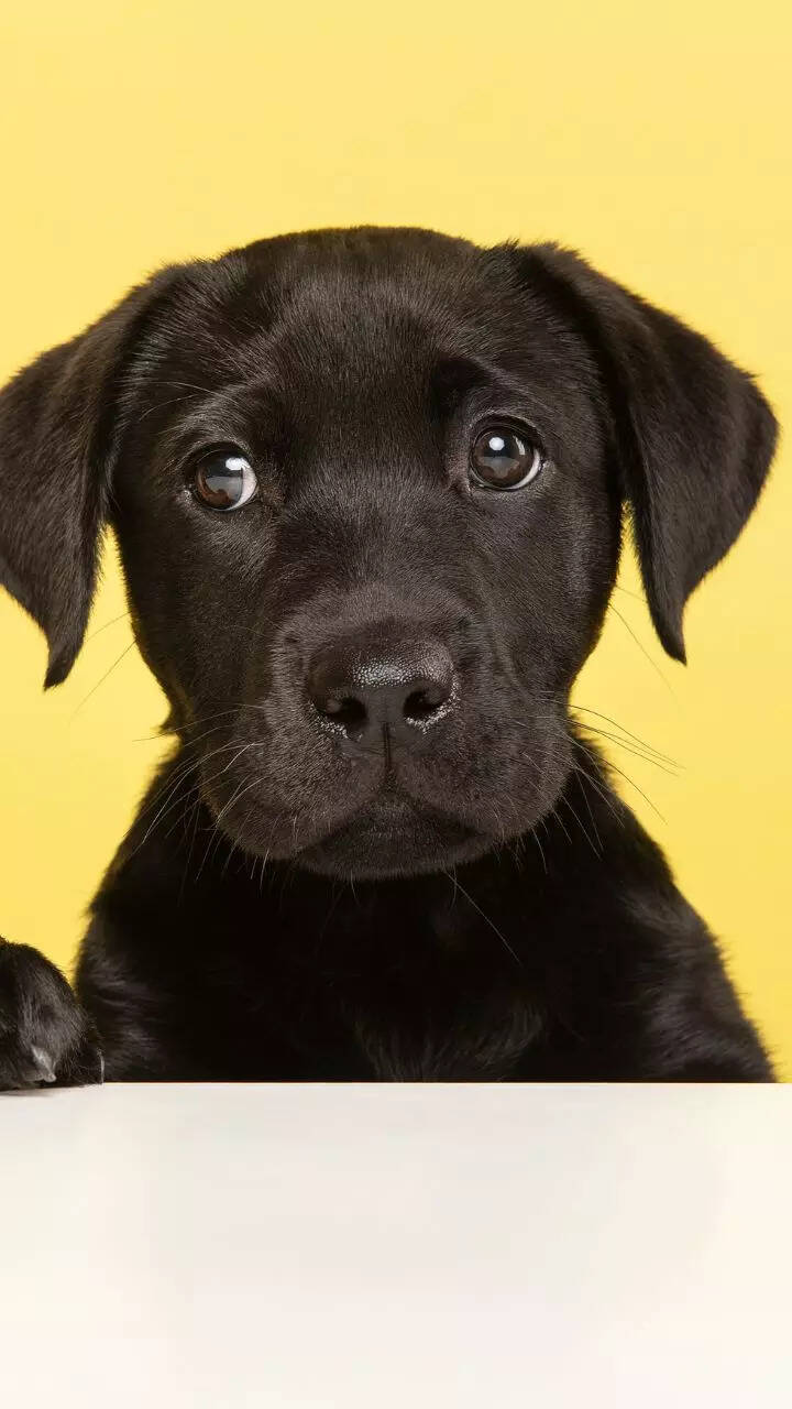 10 things to know before getting a Labrador Retriever puppy