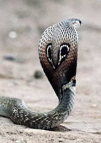 Study on efficacy of herbs used by tribes to treat snake bites begins