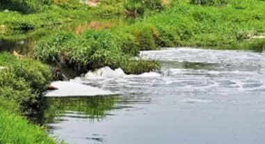 Toxic effluents being released into Yamuna? NGT seeks report from HSPCB