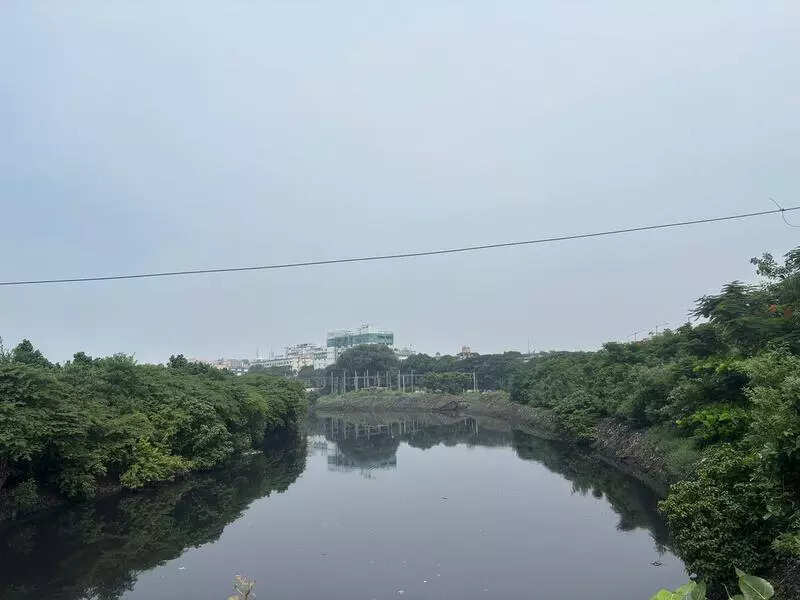 Cooum river bunds turn lush green stretch after restoration