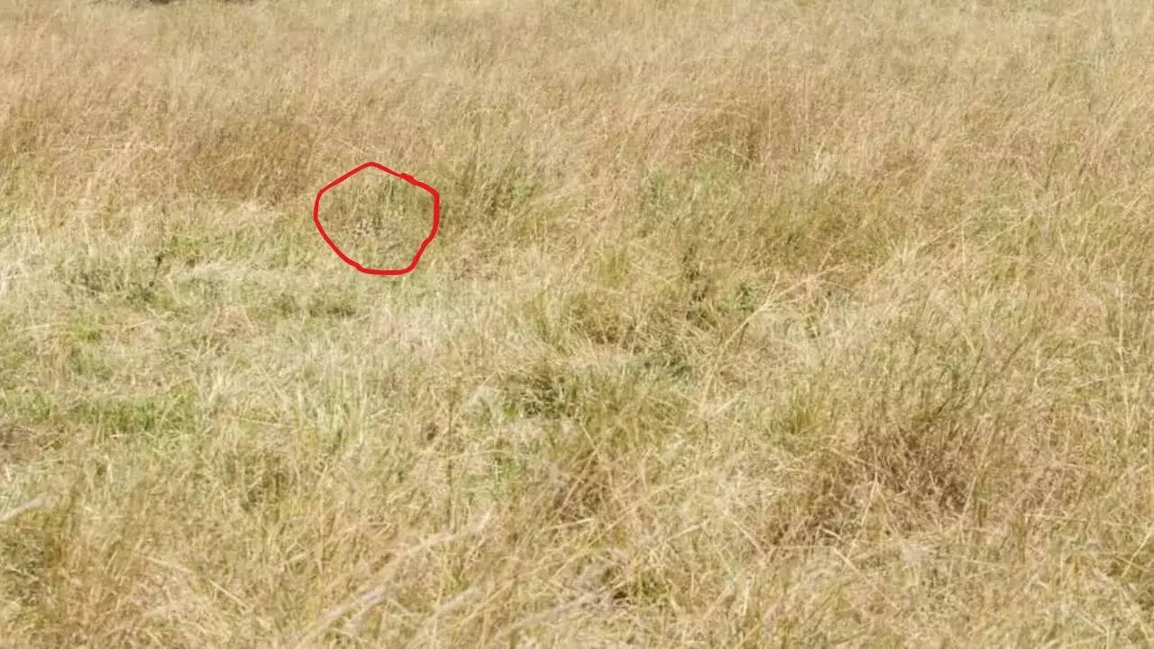 Optical Illusion Answer