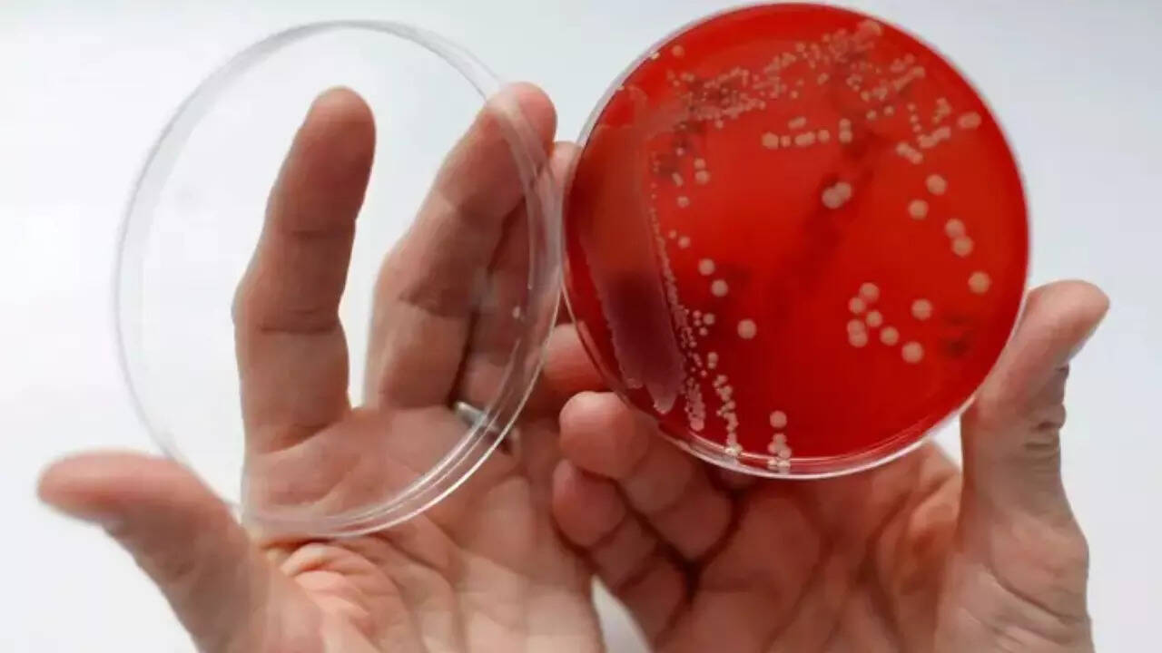 Nightmare bacteria (1)