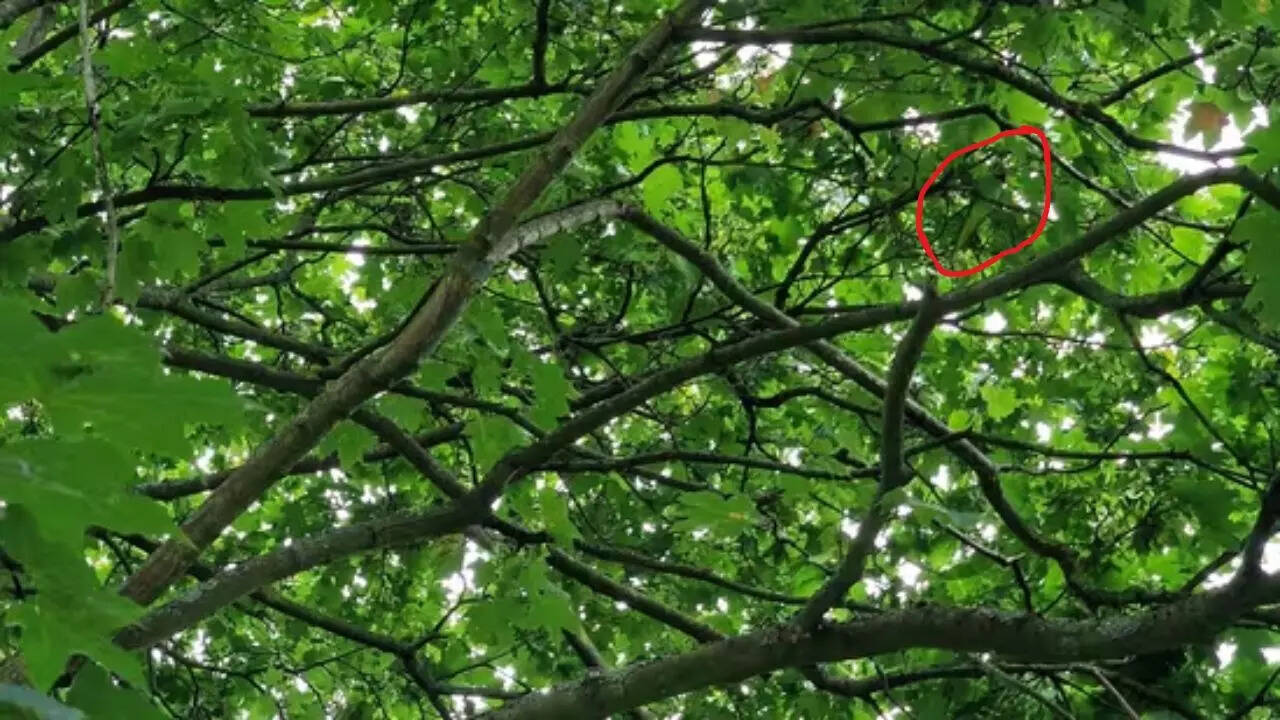 Optical Illusion Answer