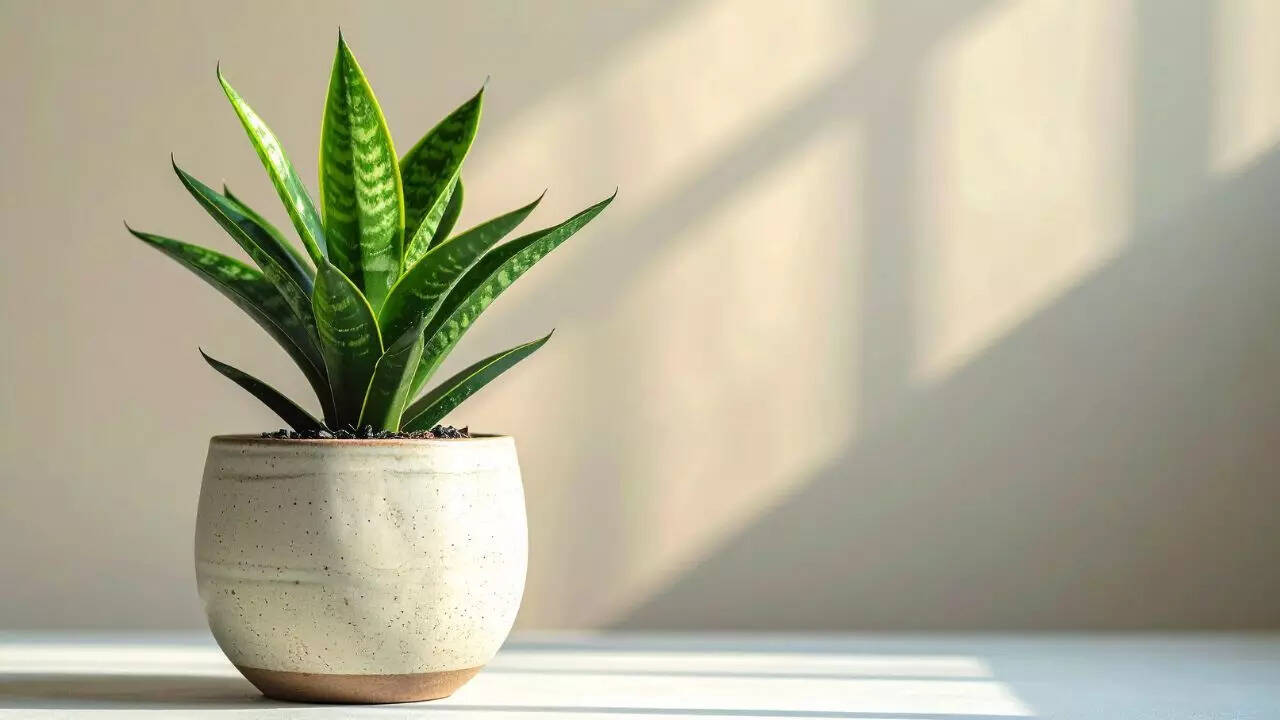 Snake Plant: Air-purifying and low-maintenance