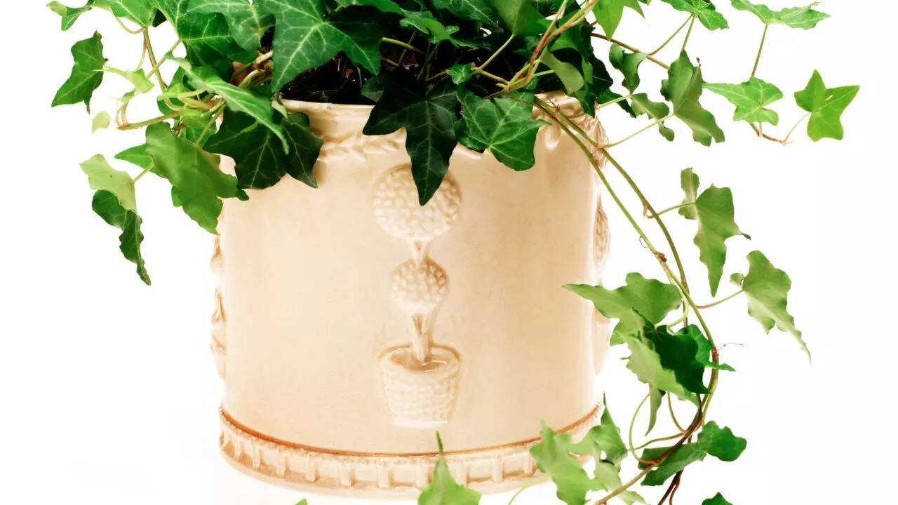 English Ivy: Detoxifying and evergreen