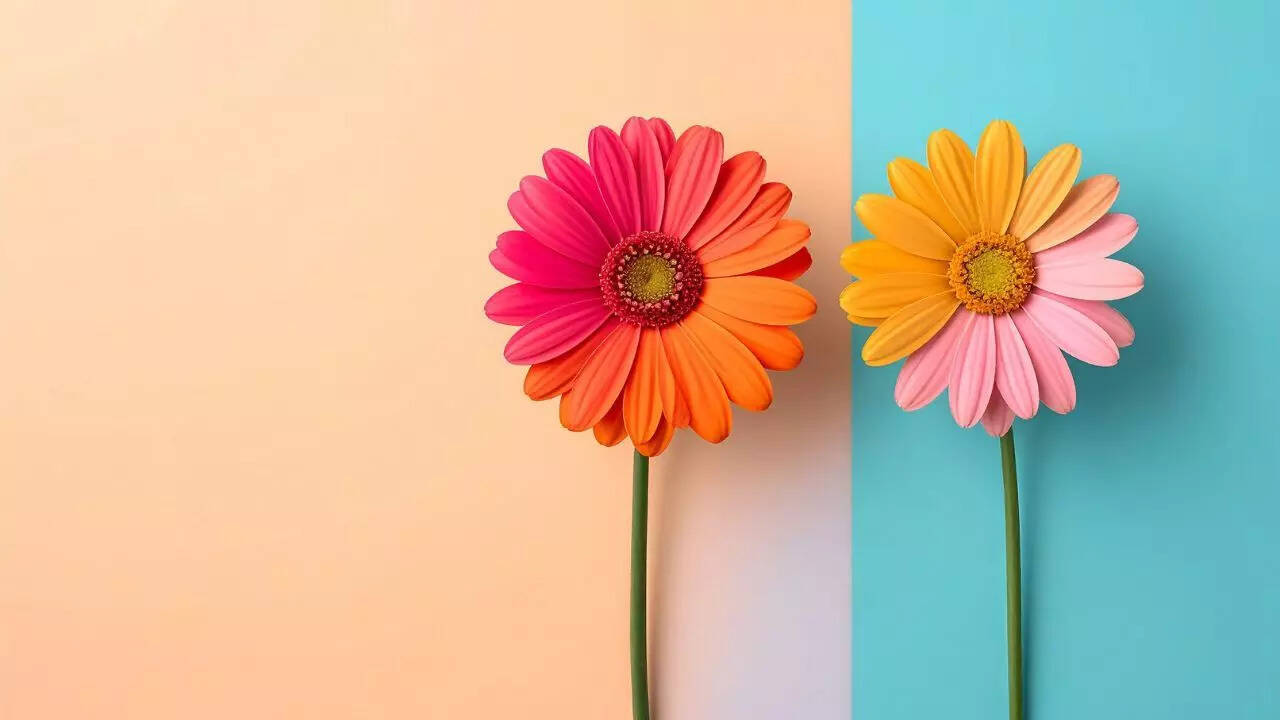 Gerbera Daisy: Colourful and energising