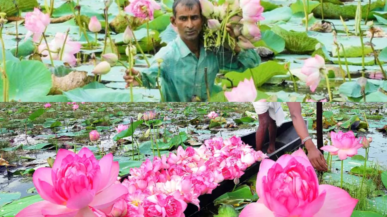 Abundant lotus harvest in south Bengal eases Durga Puja supply concerns