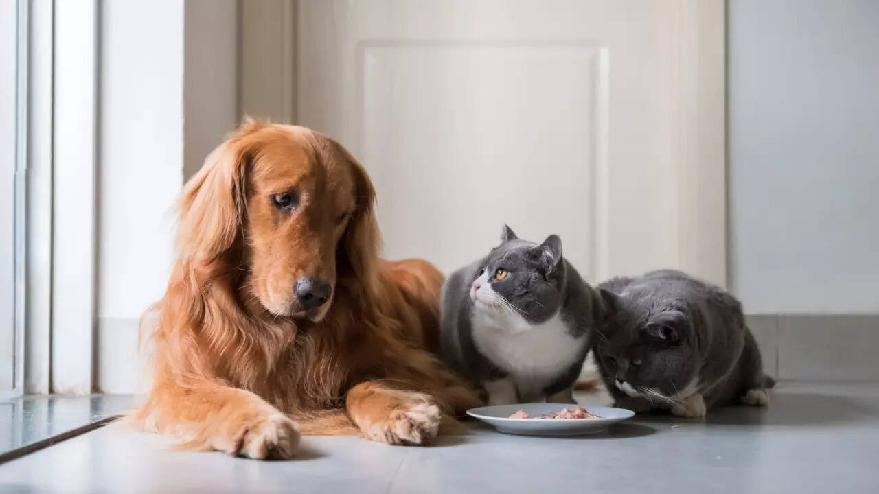 pet