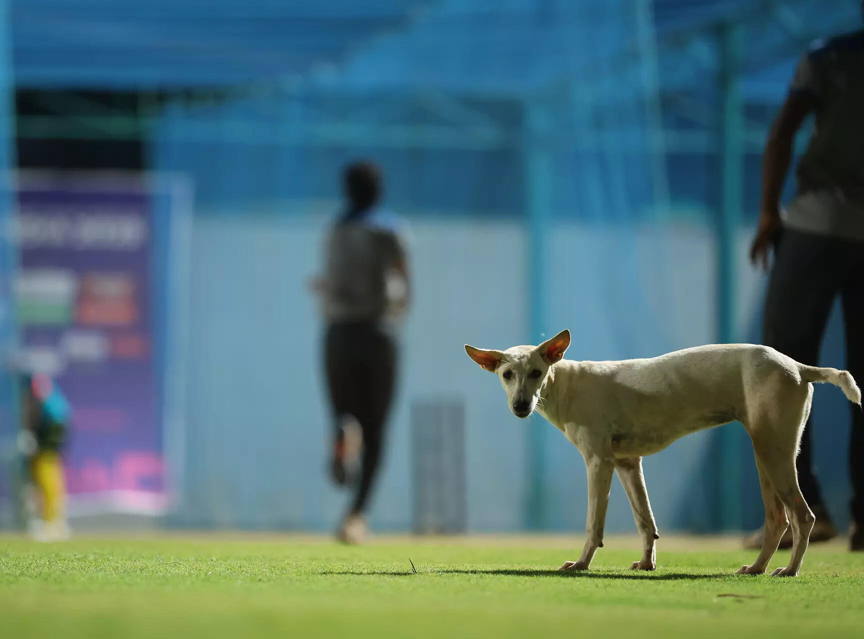 Foreign coach bitten by stray dog at World Para Athletics Championships