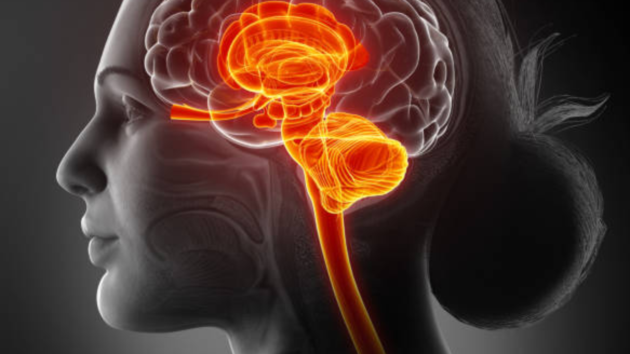 Human Brain