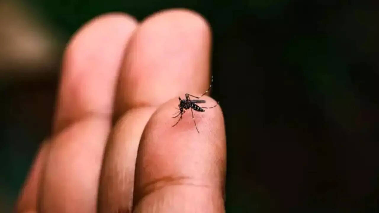 Chikungunya (5)