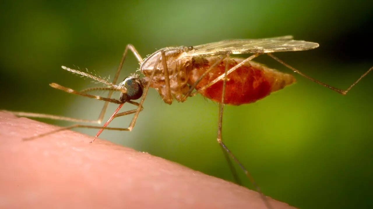 Chikungunya (7)