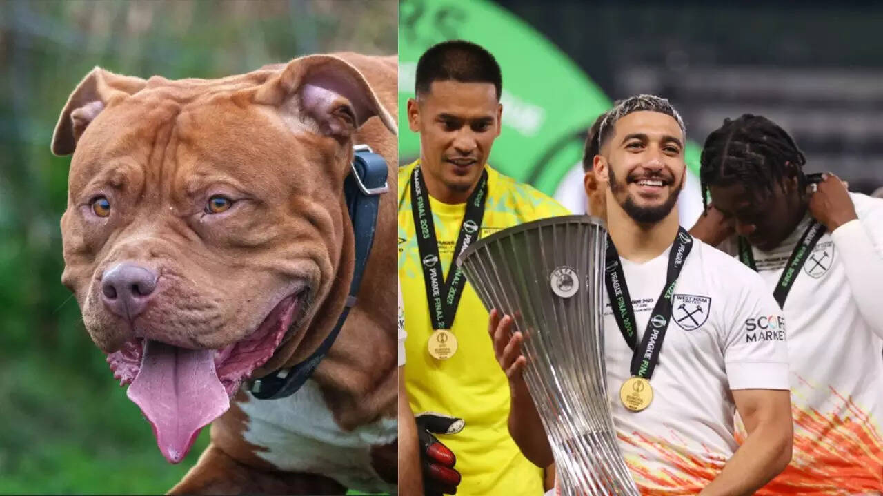 Footballer fined Rs 14 lakh! 'Banned' pet dogs attack man, golden retriever