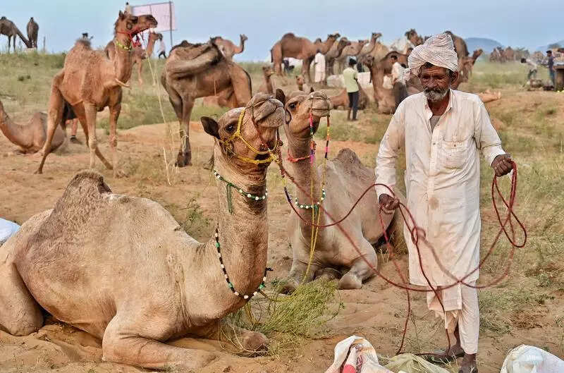 msid 124793792,imgsize 74630 https://jaipur.visitinrajasthan.com/wp-content/uploads/2023/10/cropped-cropped-R-2.png