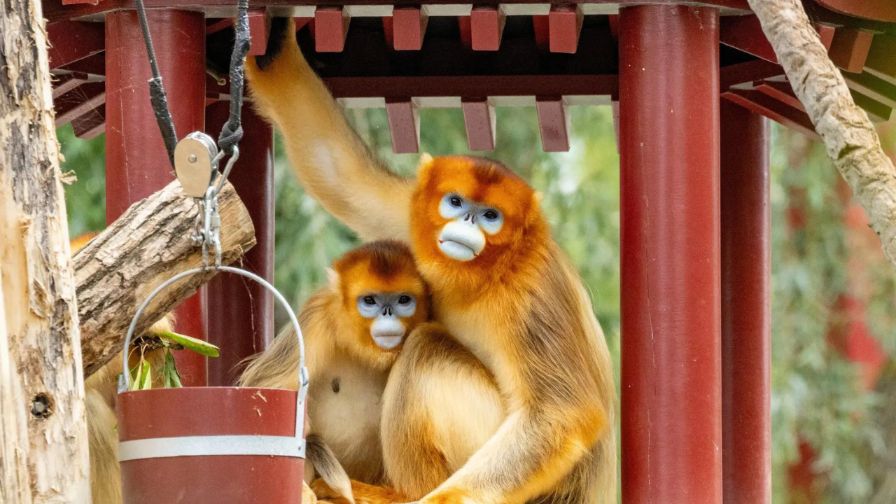 China's rare golden monkeys debut at European zoos, possible successor to 'panda diplomacy'