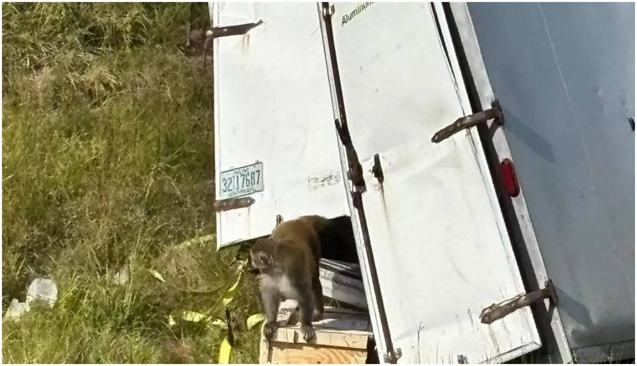 'Aggressive' monkey carrying COVID, hepatitis C escapes after truck crash in Mississippi; University denies claims, says they are 'not infectious'