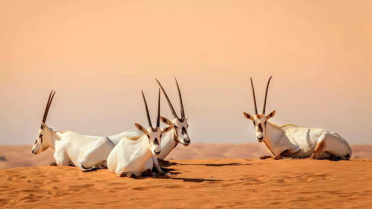 Extinction rate among plant and animal species has surprisingly slowed down