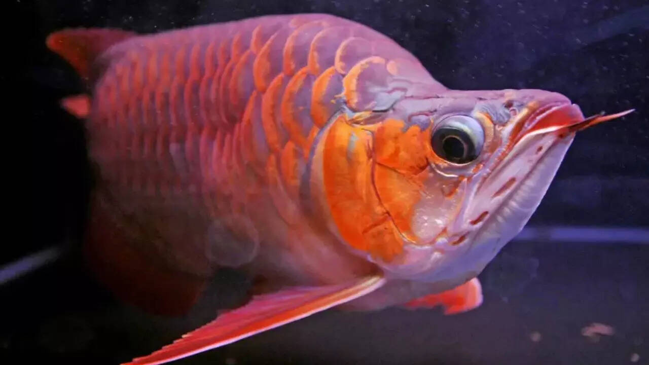 World’s most expensive aquarium fish: A rare dragon fish that symbolises power and fortune worth approx Rs 3 crore