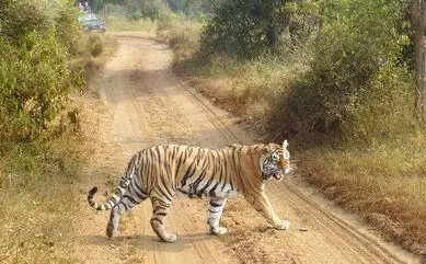 msid 124918670,imgsize 27092 https://jaipur.visitinrajasthan.com/wp-content/uploads/2023/10/cropped-cropped-R-2.png