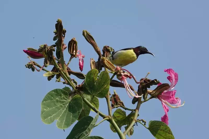 msid 125024348,imgsize 28762 https://jaipur.visitinrajasthan.com/wp-content/uploads/2023/10/cropped-cropped-R-2.png