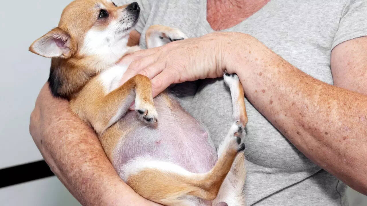 How to tell if your dog is pregnant: Know the signs, physical changes and stages